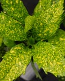 Gold Dust Aucuba with broad leaves covered in bright yellow speckled variegation
