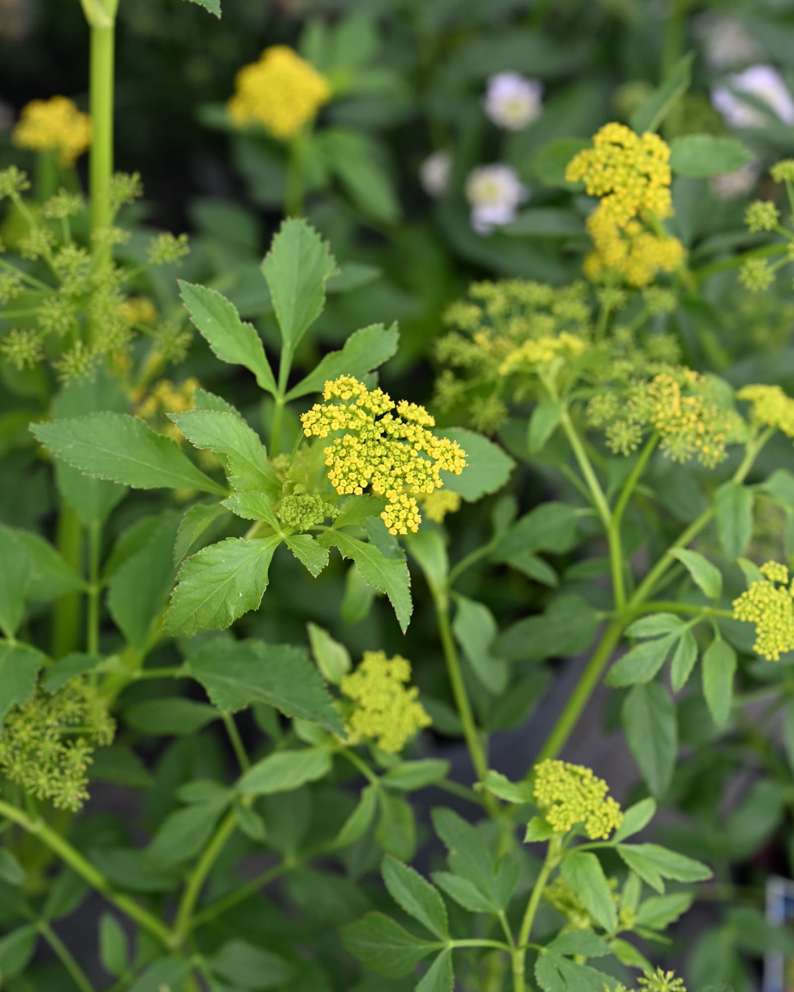 Golden Alexanders with bright yellow flower clusters and green leaves in a nursery container