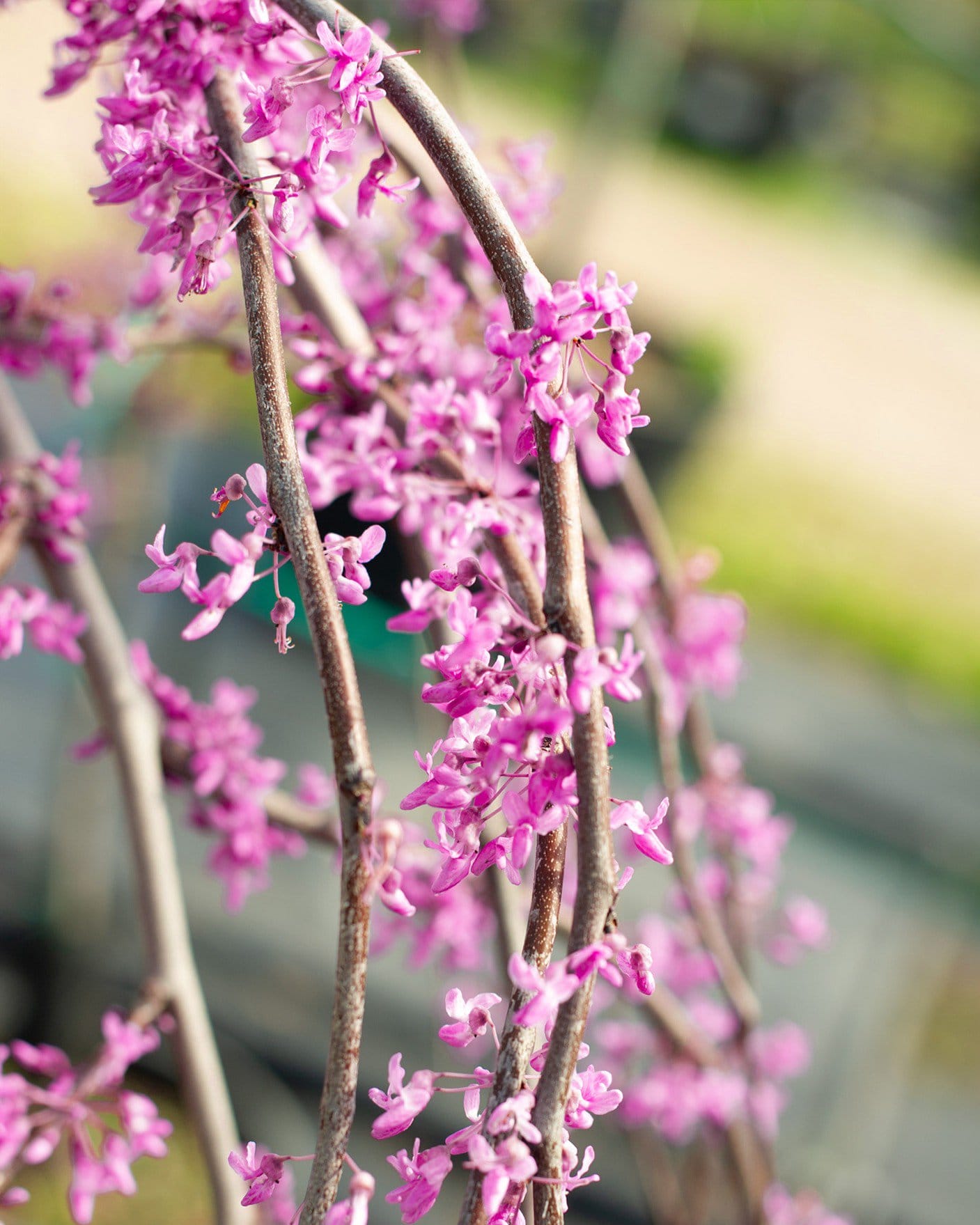 Golden Falls Weeping Redbud