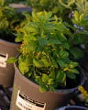 Golden Fleece Autumn Goldenrod with dense green foliage in a nursery container