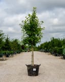 Golden Globe Ginkgo tree in a container along a gravel nursery aisle