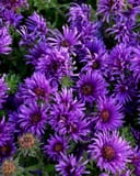 Grape Crush Aster covered in vivid purple flowers with slender petals