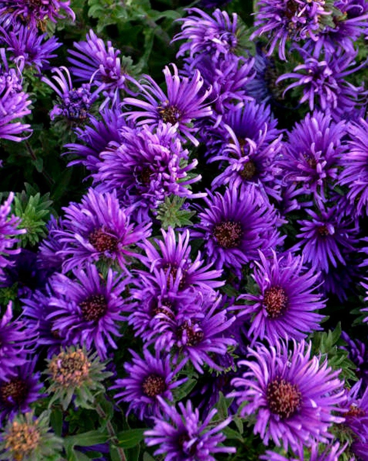 Grape Crush Aster covered in vivid purple flowers with slender petals