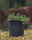 Gray Creeping Germander with silvery green foliage in a black nursery container
