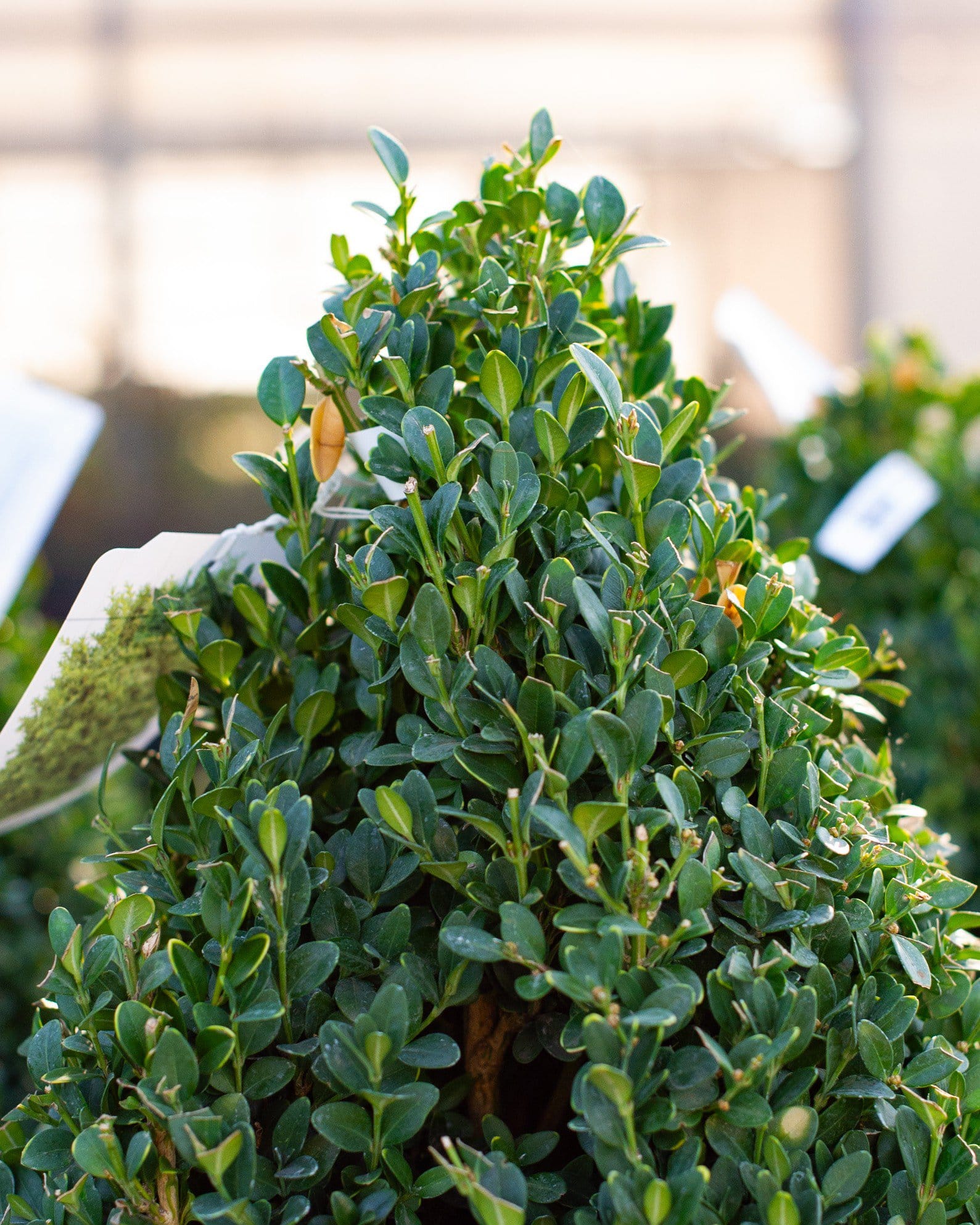 Green Mountain Boxwood Cone - view 5