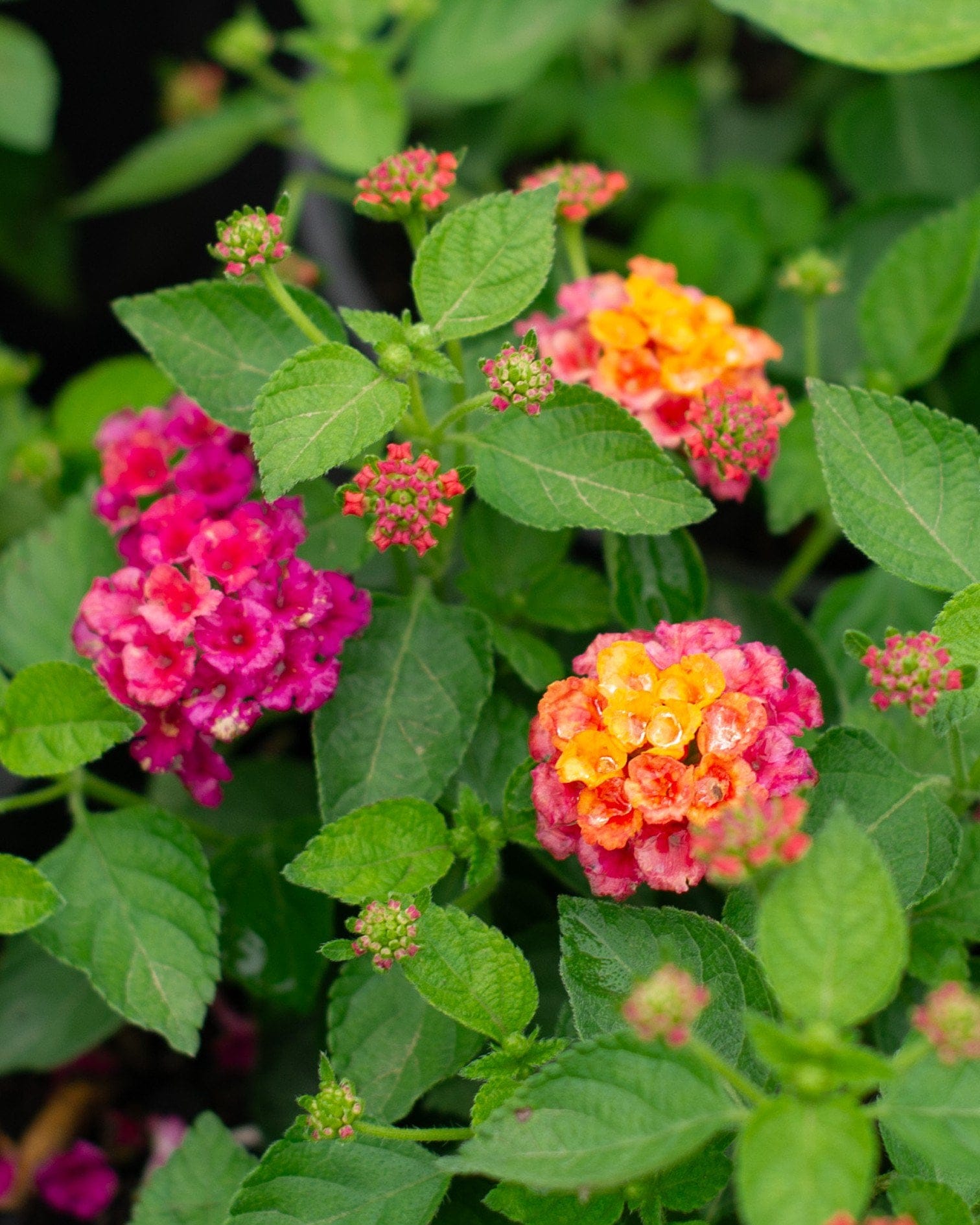 Havana Pink Sky Lantana with pink, orange and yellow flower clusters among green foliage