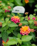 Havana Pink Sky Lantana with pink and orange flower clusters and green foliage