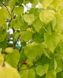 Hearts of Gold Redbud with bright golden heart-shaped leaves on branching stems