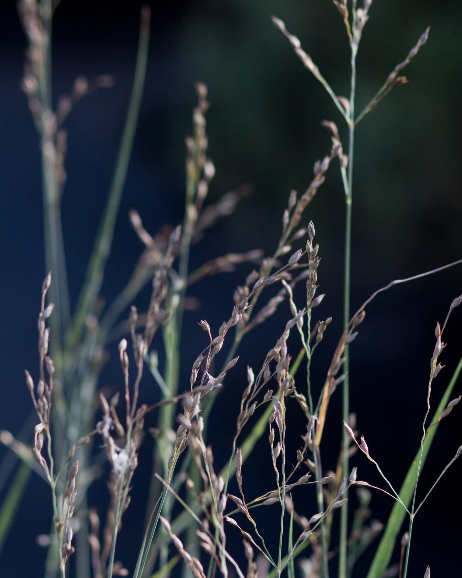 Heavy Metal Switch Grass with tall slender green blades and airy purple-brown seed heads