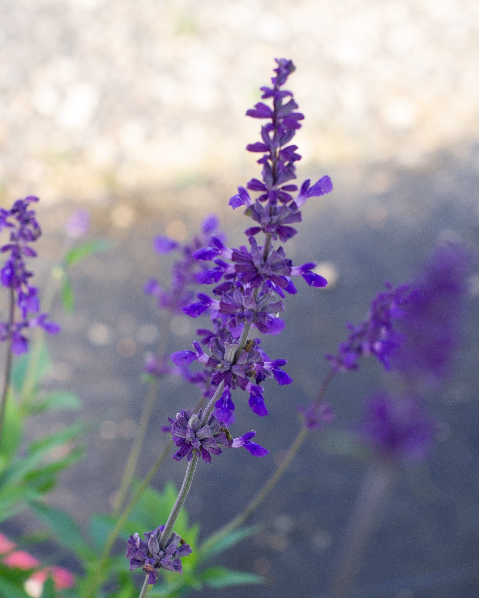 Henry Duelberg Salvia - view 3