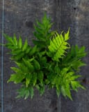 Holly Fern - Image 2