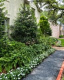 Holly Fern - Image 7