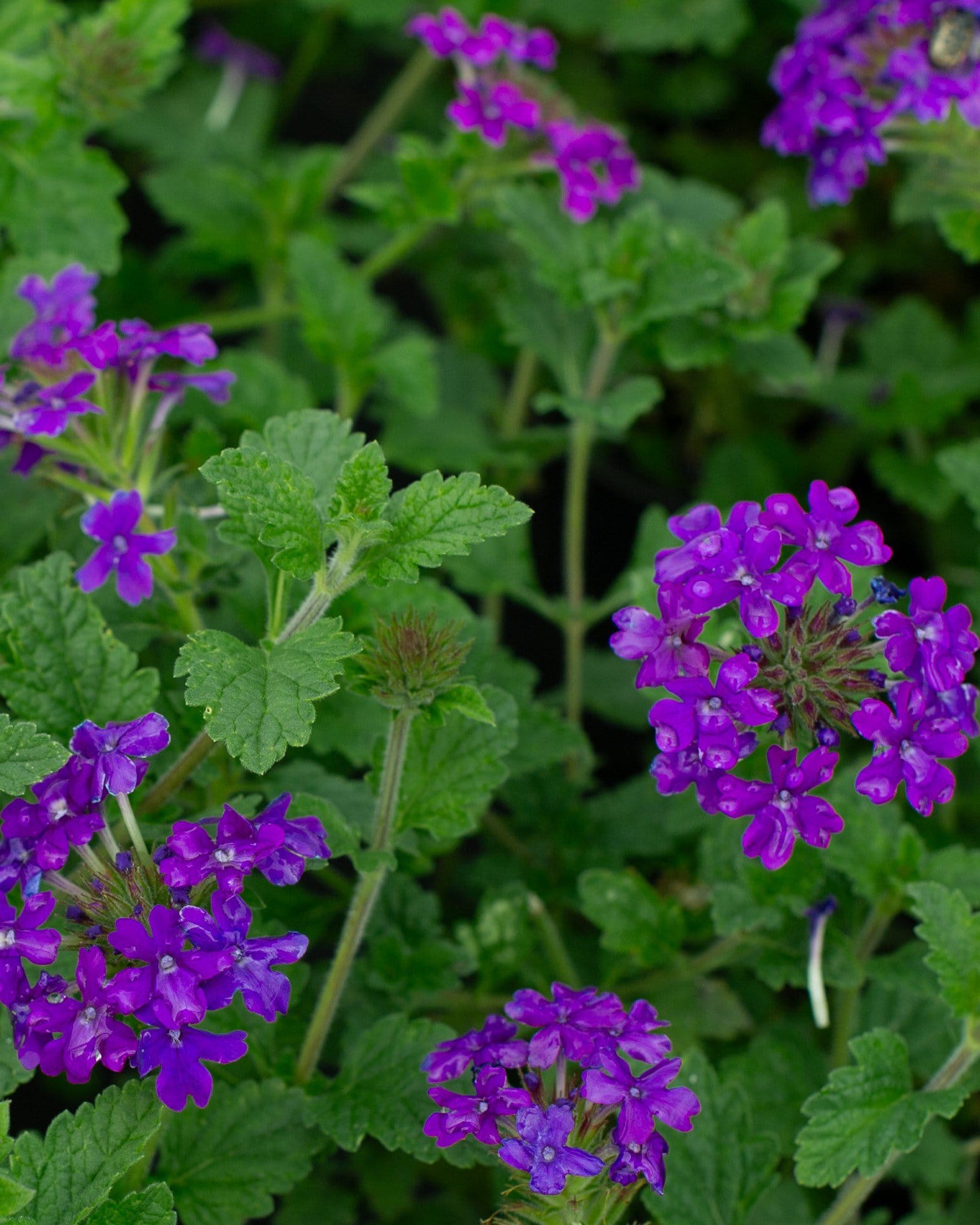 Homestead Purple Verbena