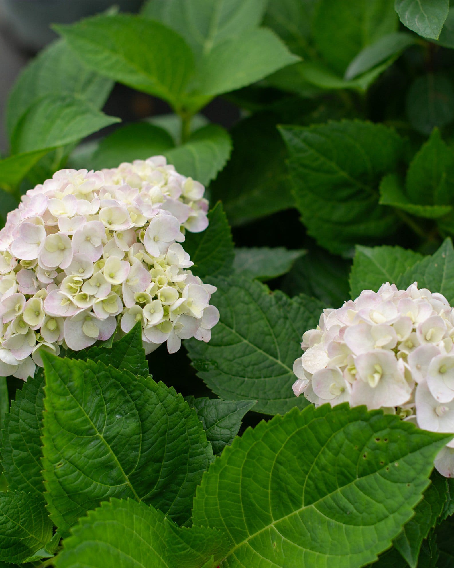 Hydrangea Blushing Bride - view 3