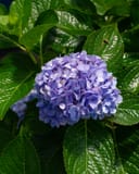 Hydrangea The Original with a rounded cluster of purple flowers among glossy green leaves