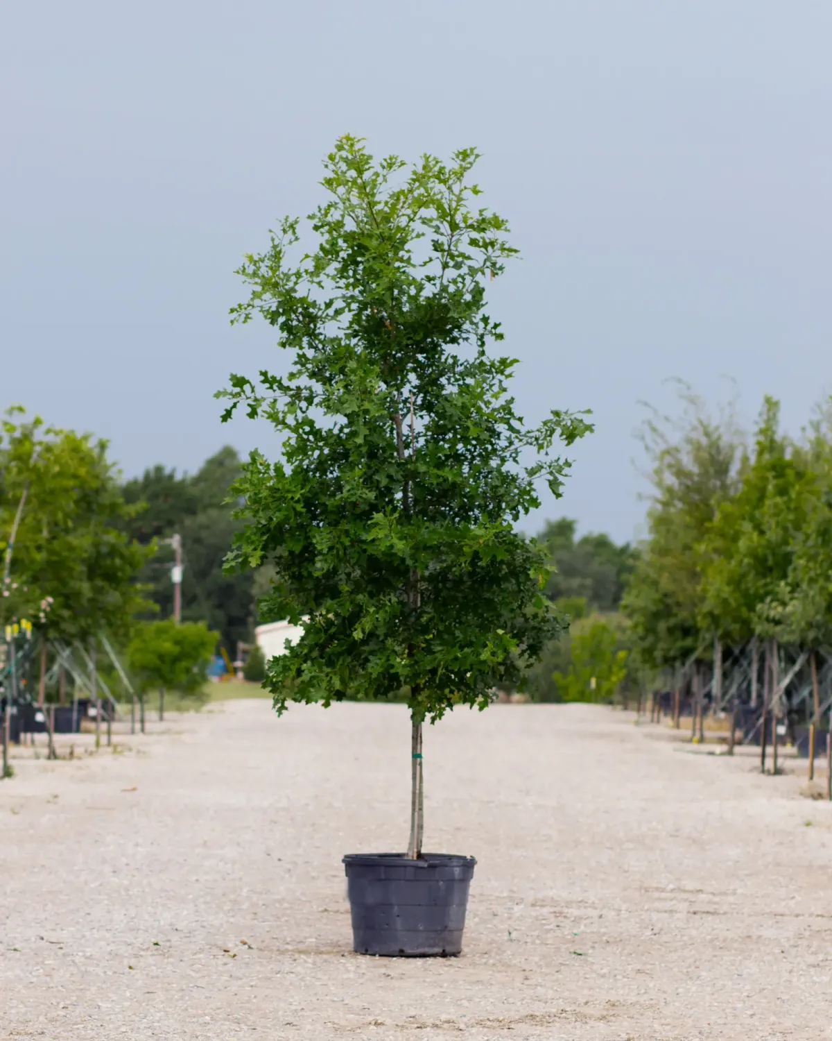 Shumard/Texas red oak showing vivid red-orange fall color