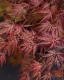Inaba Shidare Japanese Maple with finely cut burgundy red cascading foliage