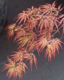 Inaba Shidare Japanese Maple with delicate pink-red cascading foliage