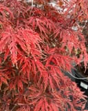 Inaba Shidare Japanese Maple with cascading branches and finely divided red foliage in a nursery container