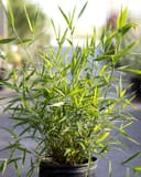 Inland Sea Oates with slender green leaves growing densely in a black nursery container