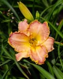 Island Jekyll Daylily with a peach flower, yellow center and ruffled edges among green leaves