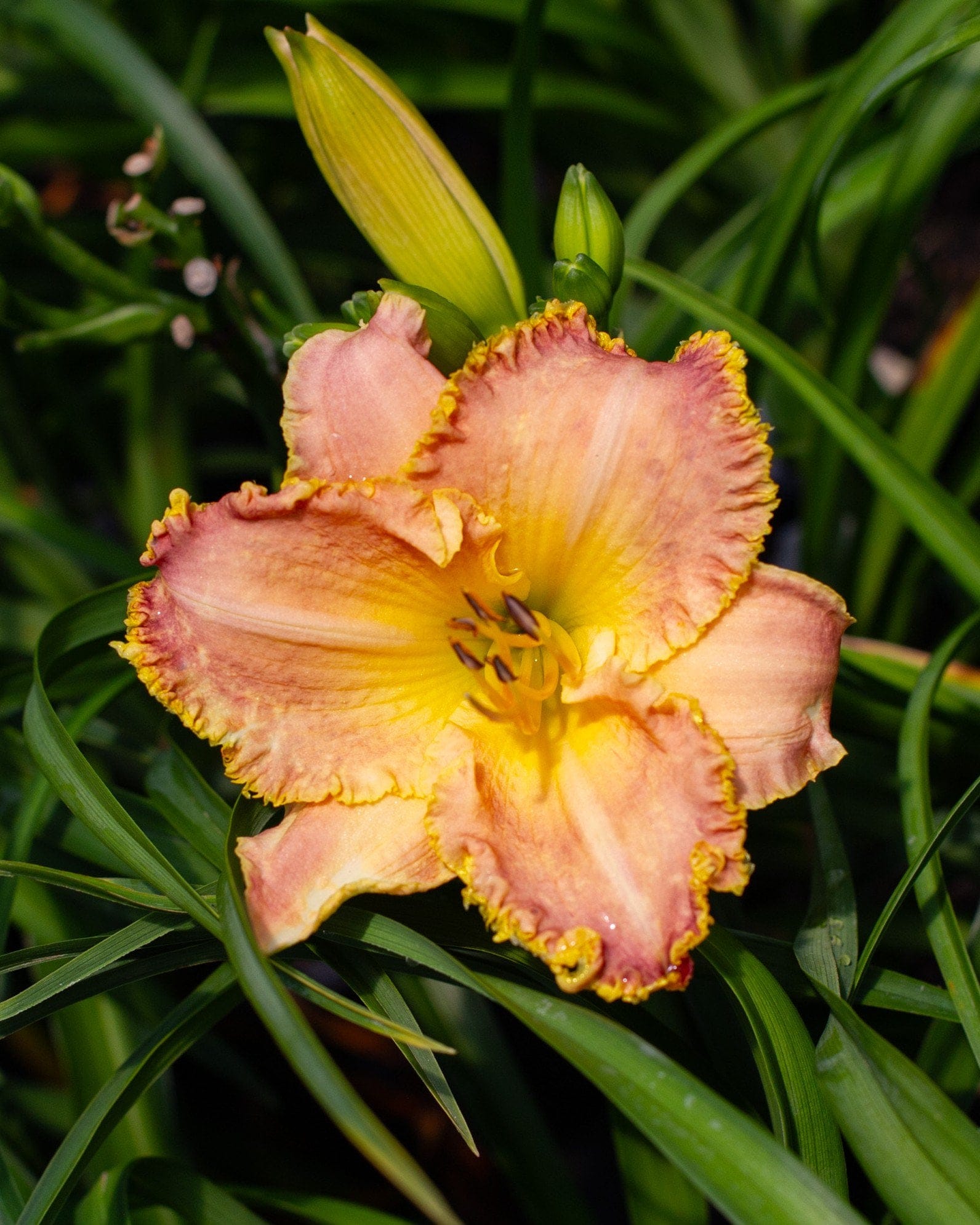 Island Jekyll Daylily with a peach flower, yellow center and ruffled edges among green leaves
