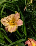 Island Jekyll Daylily with peach flowers and ruffled golden edges among green foliage