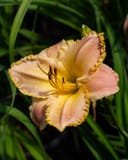 Island Jekyll Daylily with peach and pink ruffled petals and yellow-edged blooms