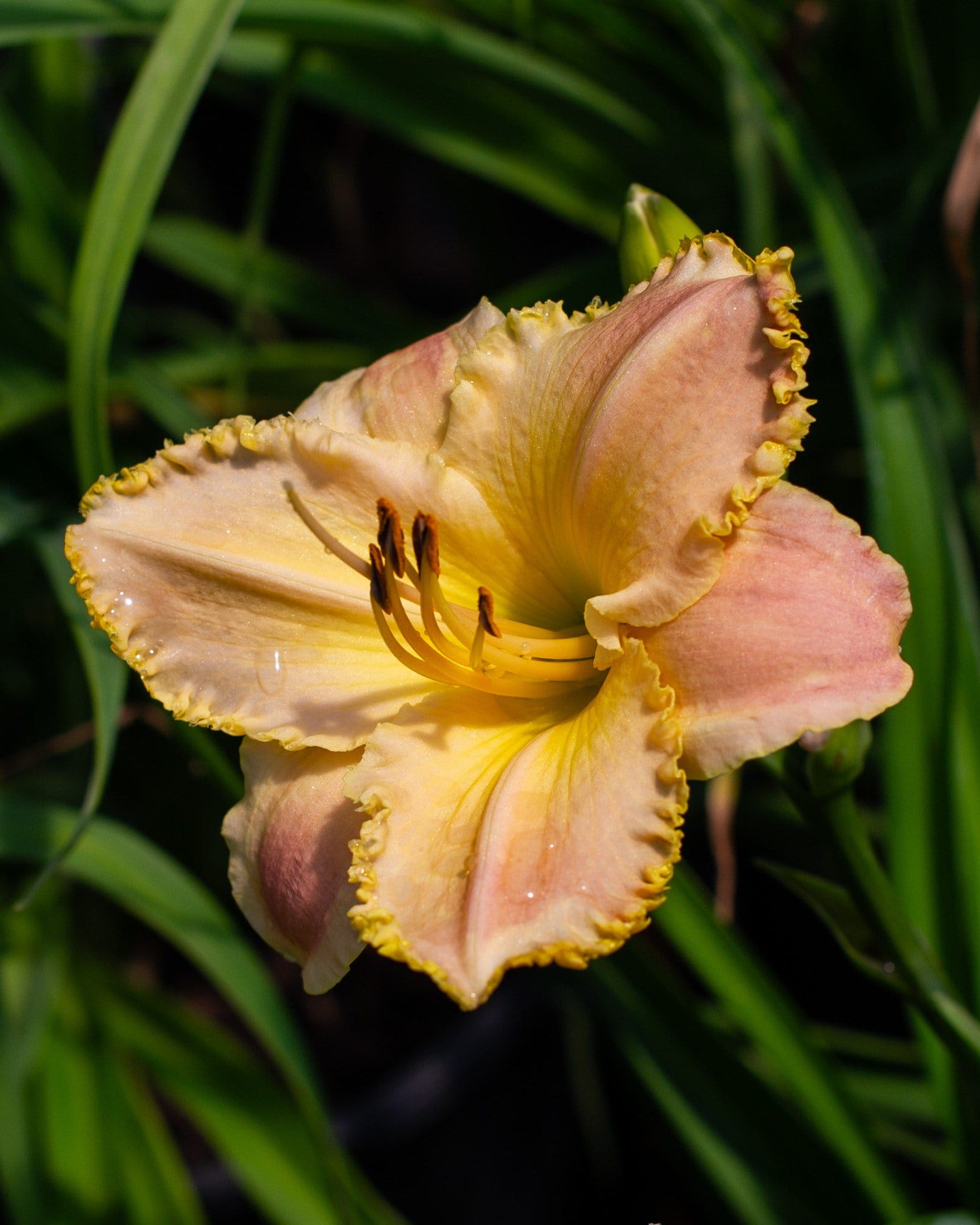 Island Jekyll Daylily with peach and pink ruffled petals and yellow-edged blooms