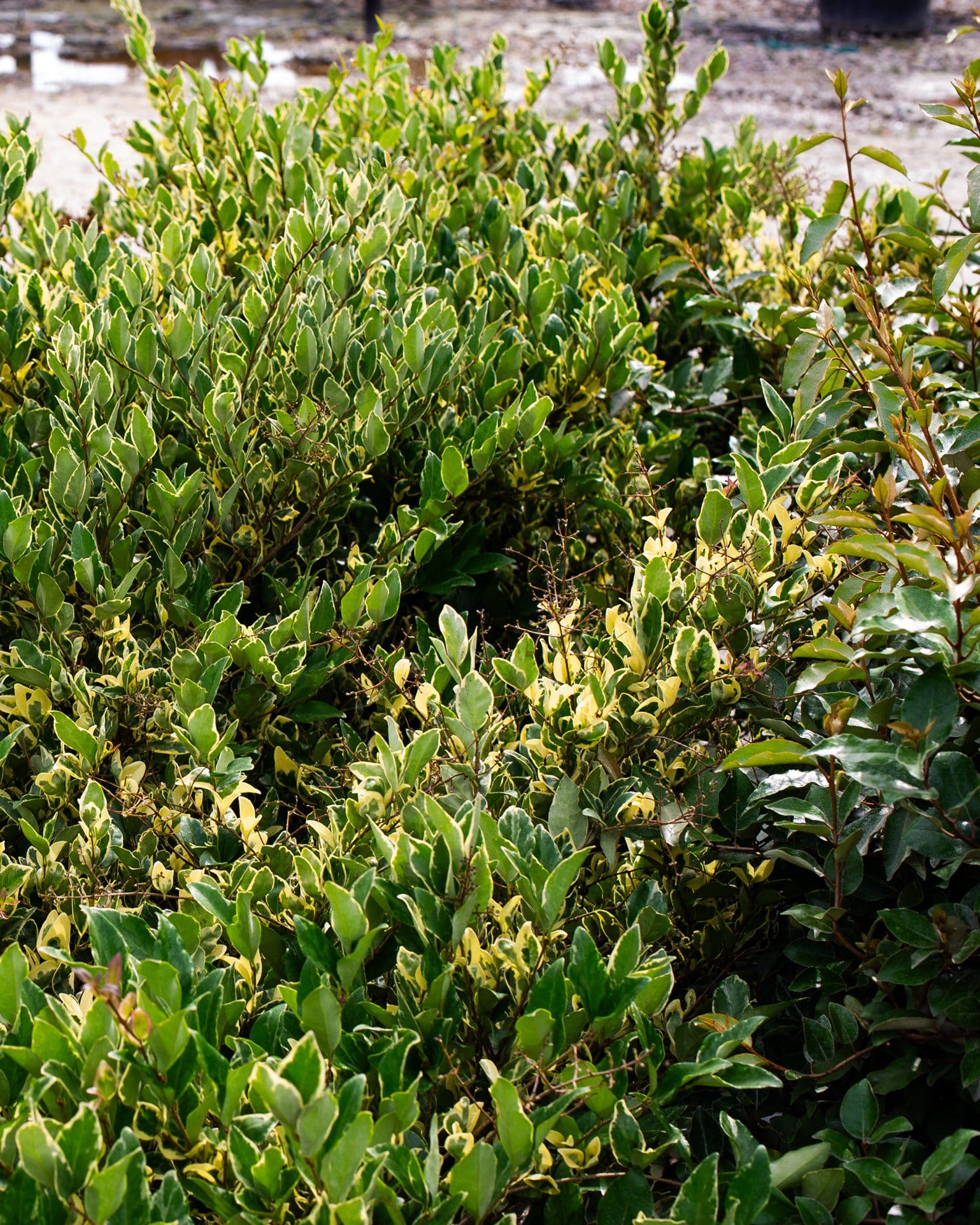 Jack Frost Ligustrum - view 3