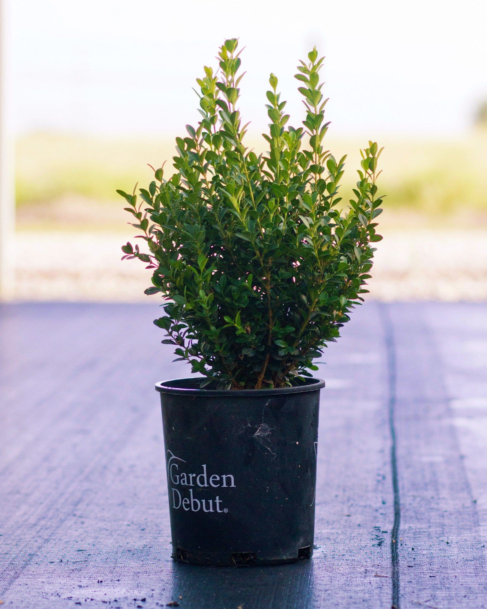 Japanese Boxwood - view 3