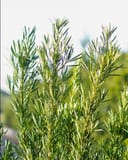 Japanese Yew Meta with dense narrow green foliage growing outdoors