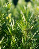Japanese Yew Meta with dense narrow green foliage in a nursery planting