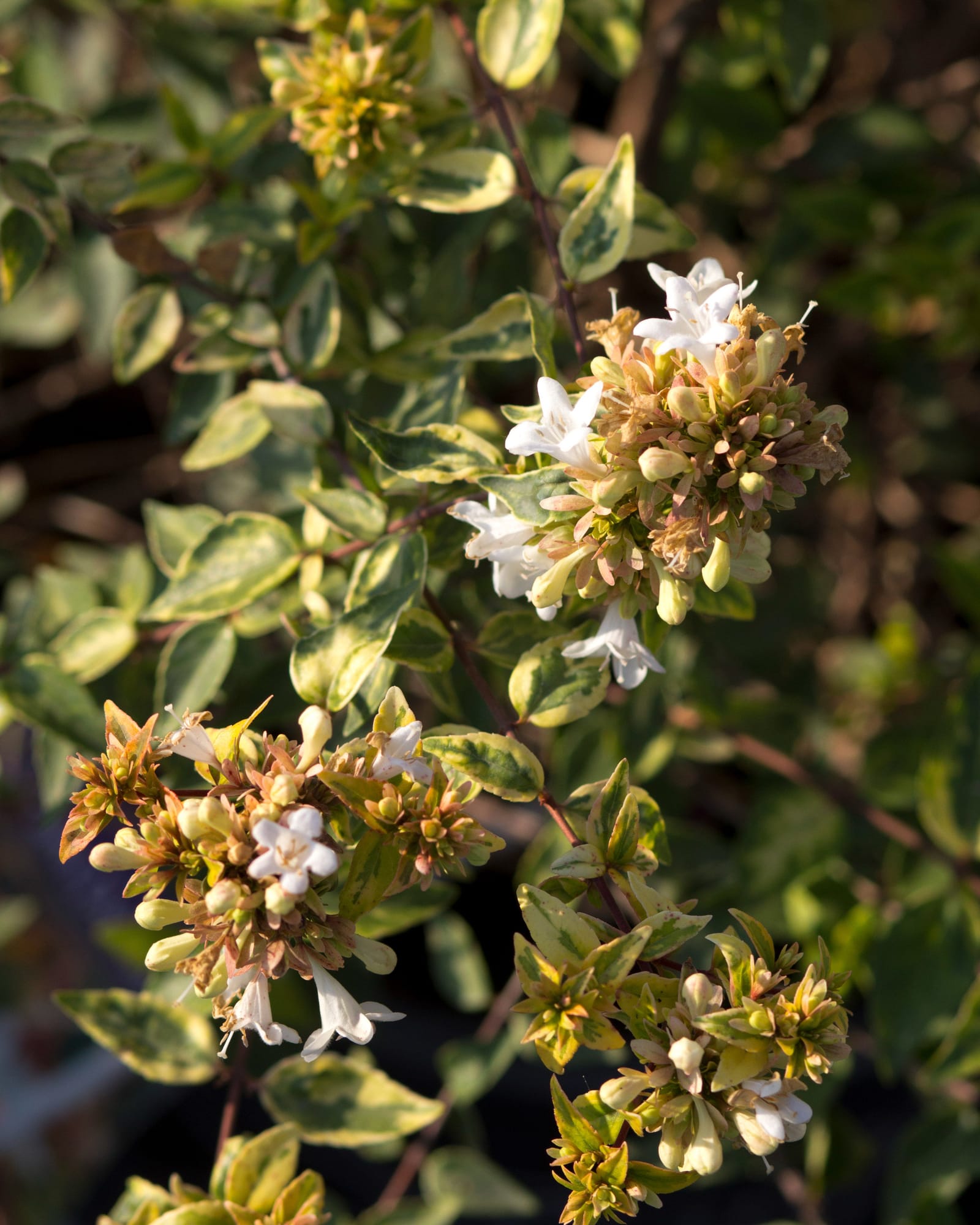 Kaleidoscope Abelia - view 3