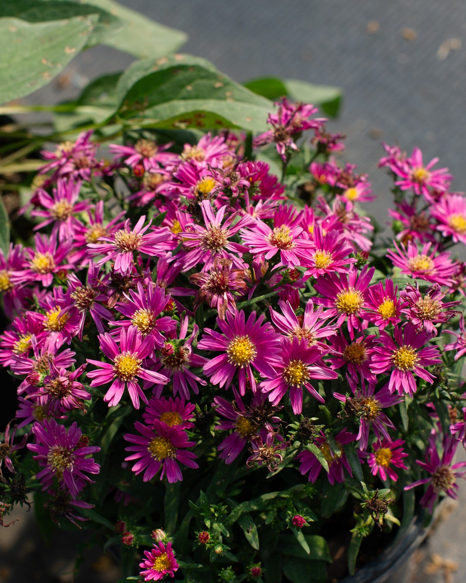 Kickin' Aster Carmine Red with abundant vivid magenta flowers and yellow centers in a container