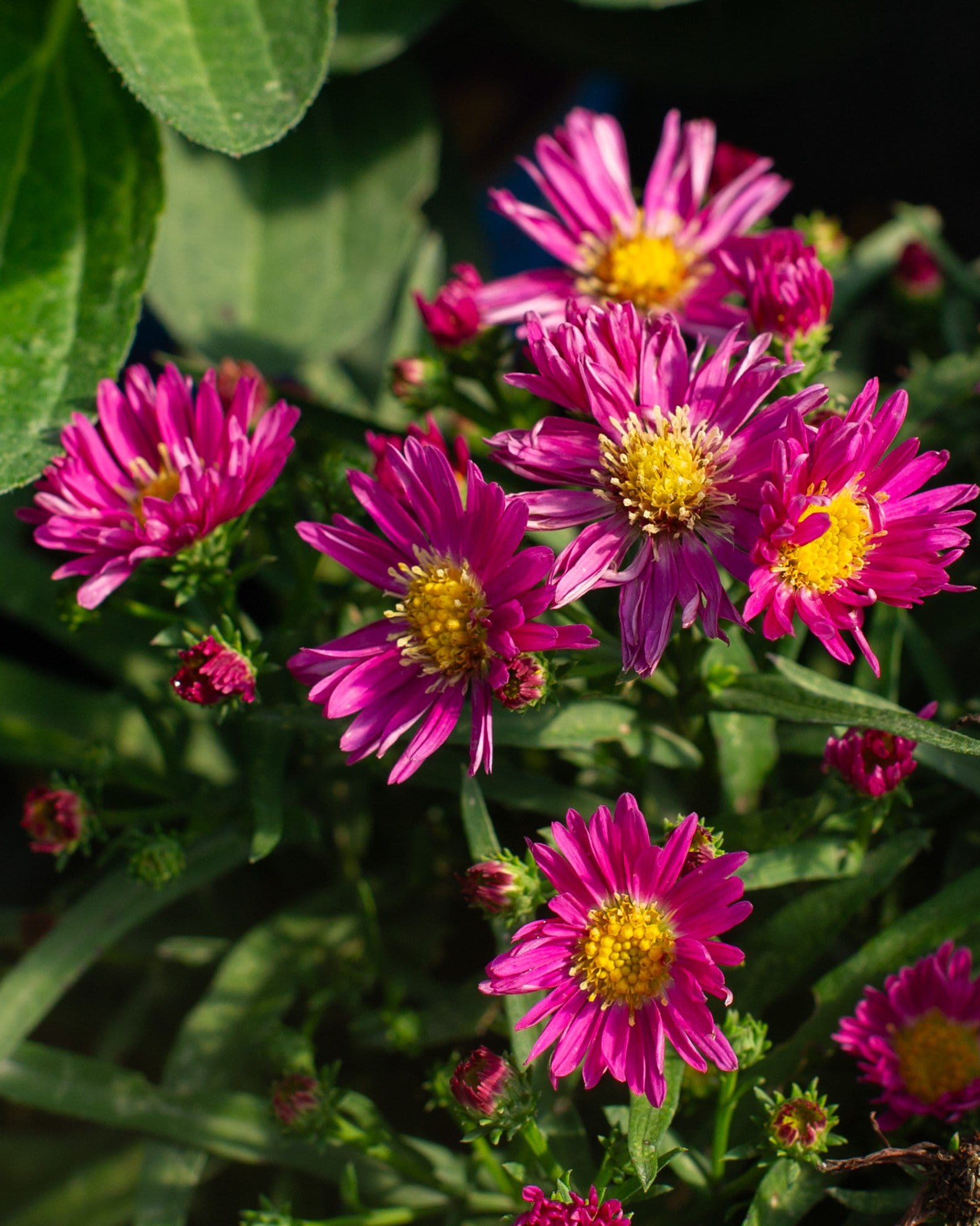 Kickin' Aster Carmine Red with vivid magenta flowers and yellow centers among green foliage