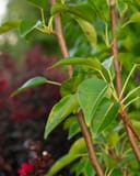 Kieffer Pear with glossy green leaves on slender branches in a nursery setting