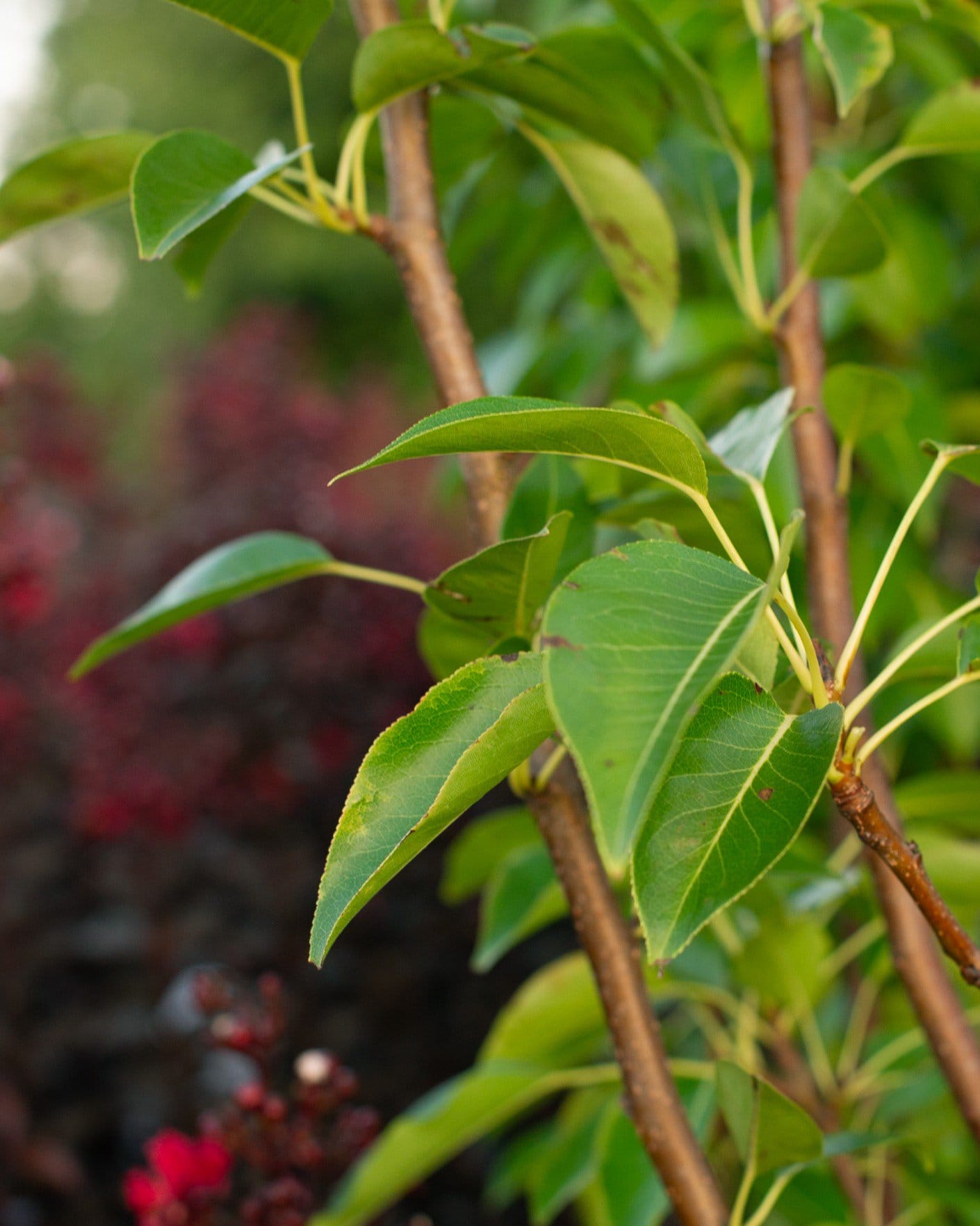 Kieffer Pear with glossy green leaves on slender branches in a nursery setting