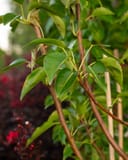 Kieffer Pear with slender branches and green leaves in a nursery setting