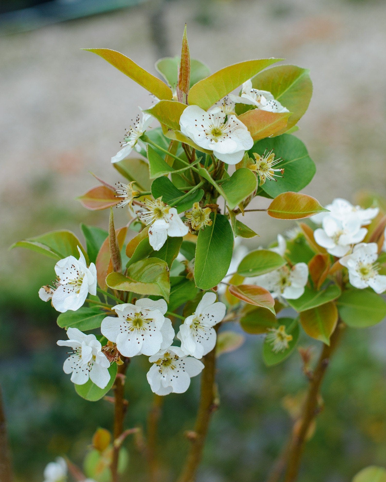 Kieffer Pear with white blossoms and fresh green and bronze foliage