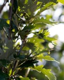 Kindred Spirit Oak with narrow green lobed leaves glowing in dappled sunlight
