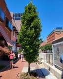 Kindred Spirit Oak planted along a brick sidewalk in an urban shopping district