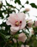 Lady Stanley Althea Tree Form with pale pink flowers and dark green foliage