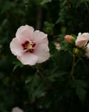 Lady Stanley Althea Tree Form with pale pink flowers and dark red centers