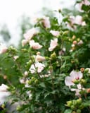 Lady Stanley Althea Tree Form with pale pink flowers and green buds in dense foliage