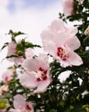 Lady Stanley Althea Tree Form with pale pink flowers and dark green foliage