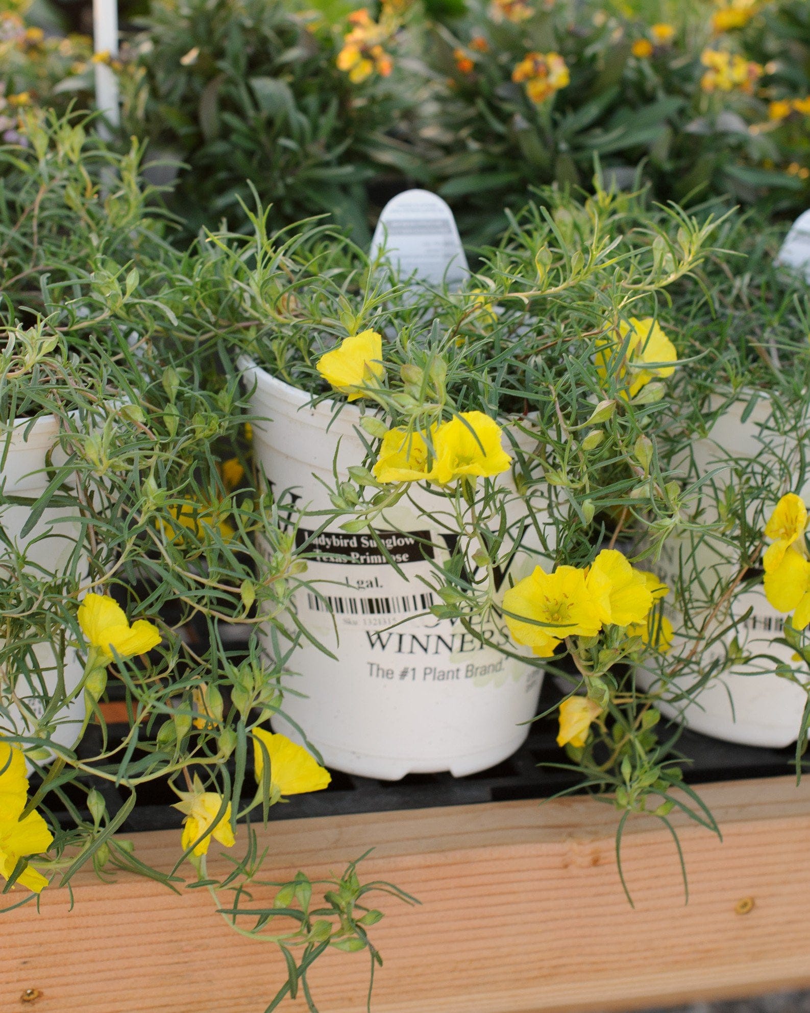 Ladybird Sunglow Texas Primrose with bright yellow flowers in nursery containers