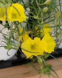 Ladybird Sunglow Texas Primrose with bright yellow flowers and narrow green foliage in a container