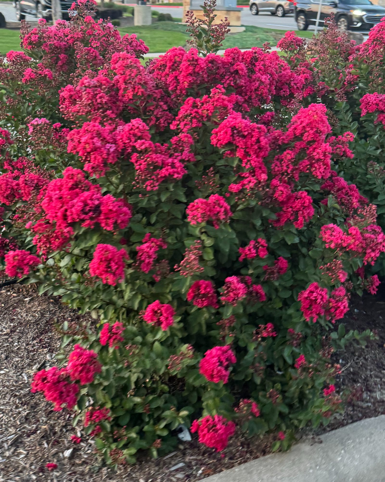 Lava Java Crape Myrtle covered in vivid pink flower clusters beside a sidewalk