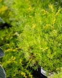 Lemon Ball Sedum with bright yellow-green needle-like foliage and small yellow flowers in a nursery container